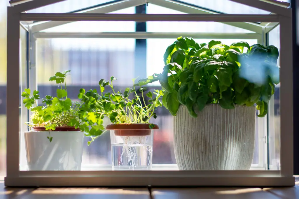 hydroponic system at home