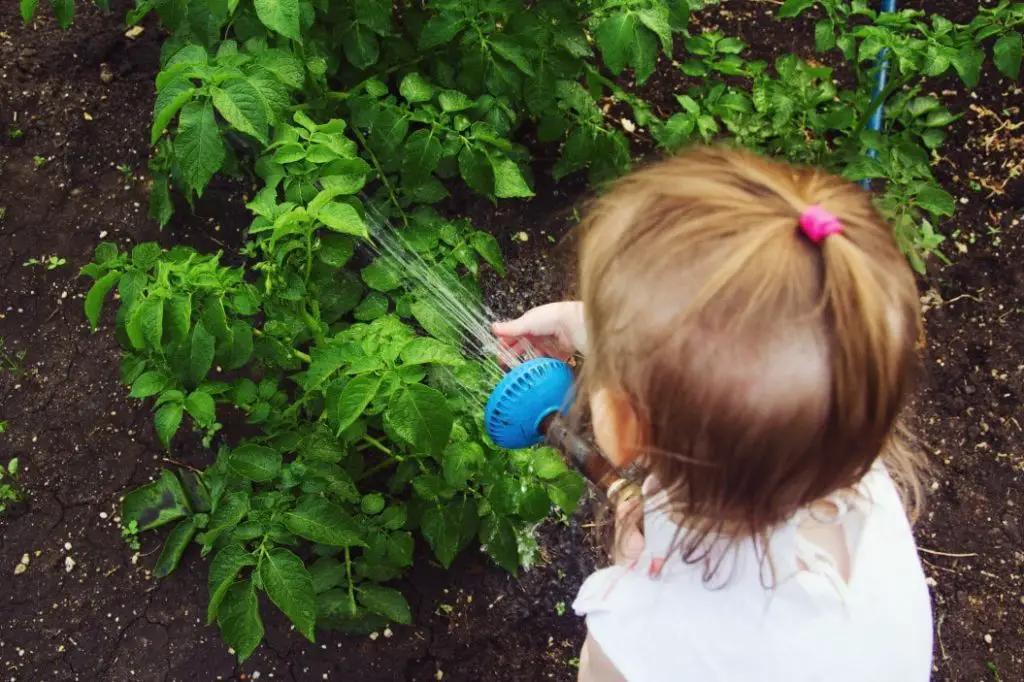 little girl watering tomato plants