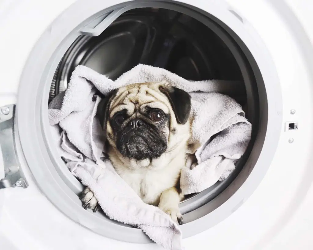 dog inside a washing machine