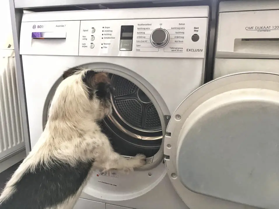 dog looking into the dryer