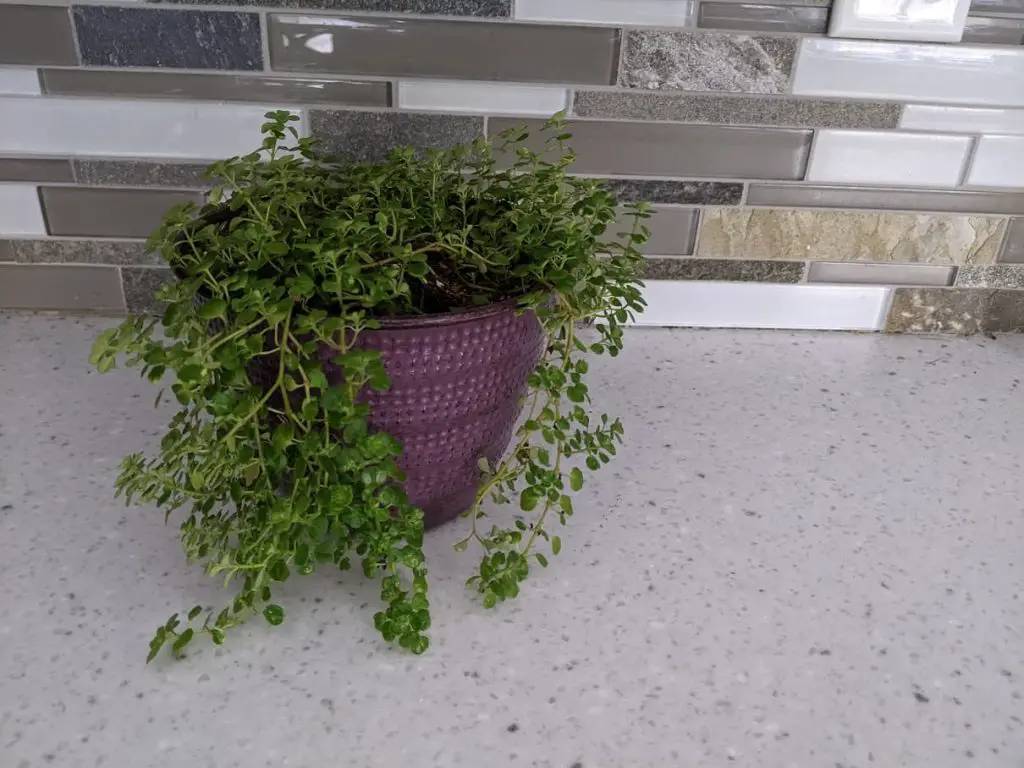 plant on a counter