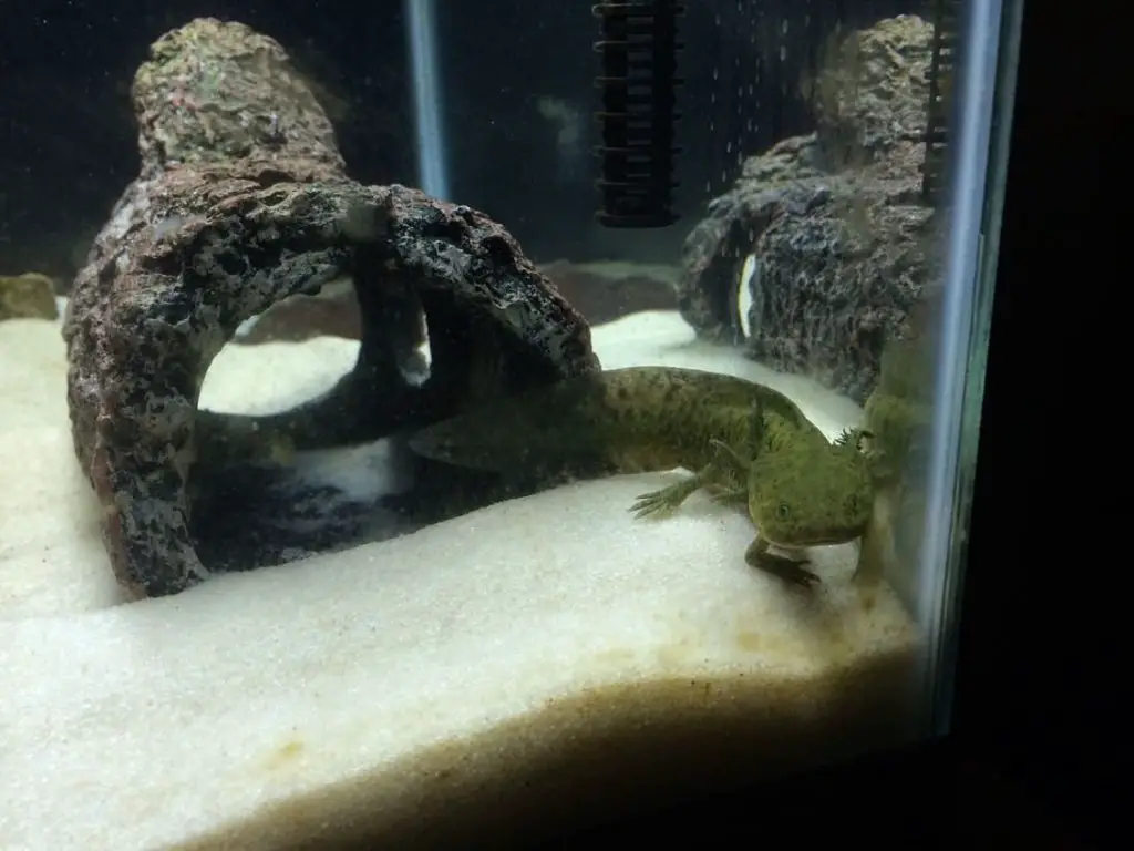 Axolotl in an aquarium